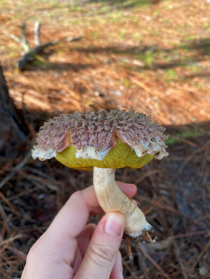Definitely The Coolest Mushroom I’ve Ever Found, What Is It? (Central Florida)
