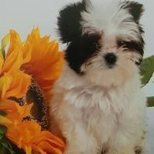 sarina_howard avatar