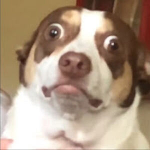 sauseysandwich avatar