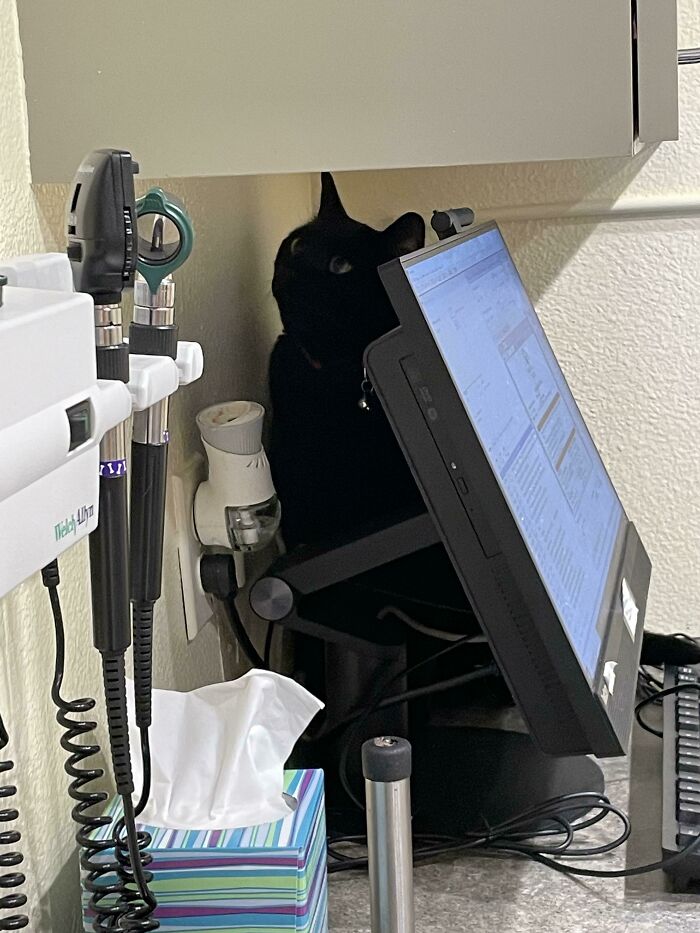 Luna Is Certain The Vet Will Never Find Her