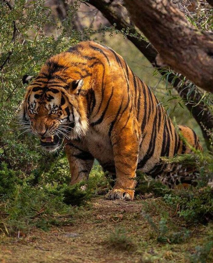  Este tigre es un titán 