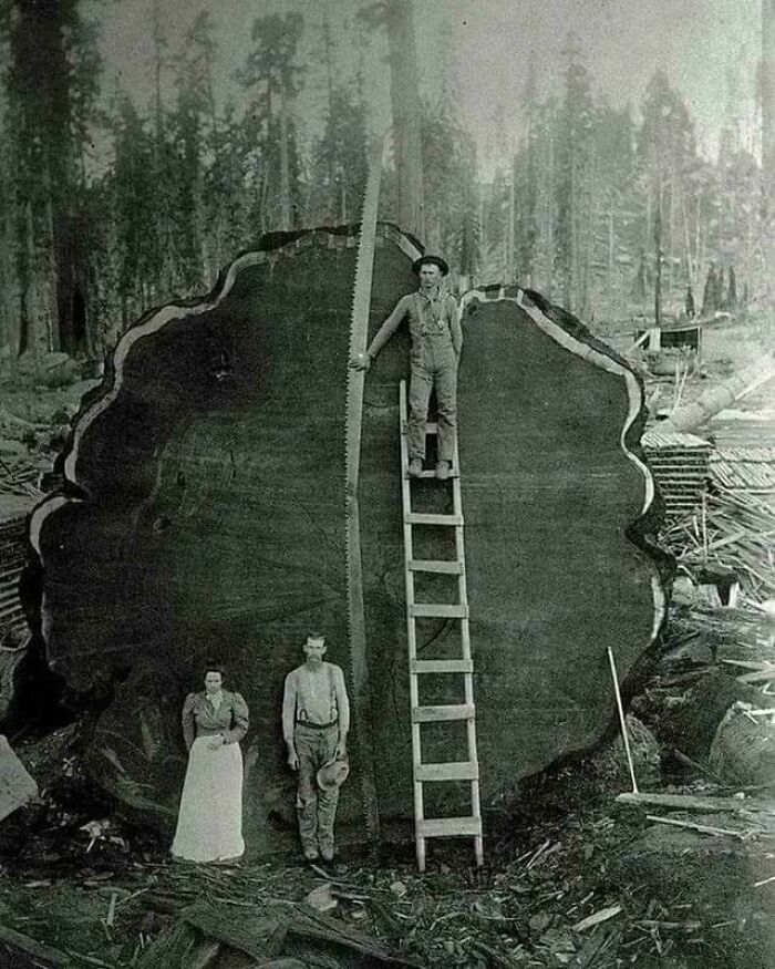 Antes de que existieran las motosierras, este era el largo de las sierras de mano y las hachas de alta resistencia que utilizaban para derribar estos tremendos árboles