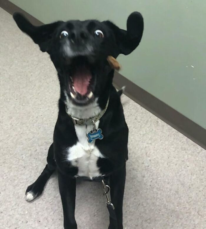 My Vet Sent Me This From My Dog's Check Up Today