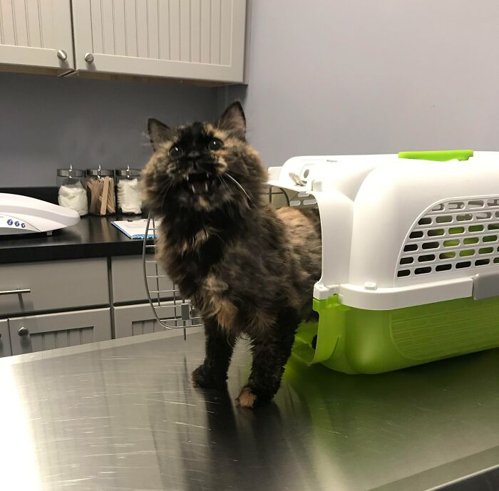 My Cat Came Out Ready To Fight Someone At The Vet