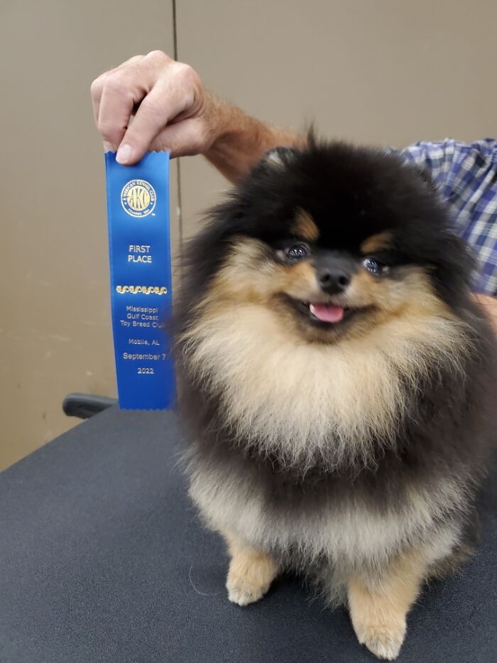 Golliath Took 1st Place At The Dog Show