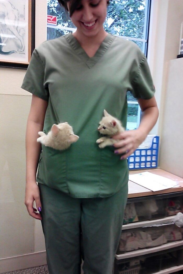 I Work At A Vet And Have Had Pocket Kittens