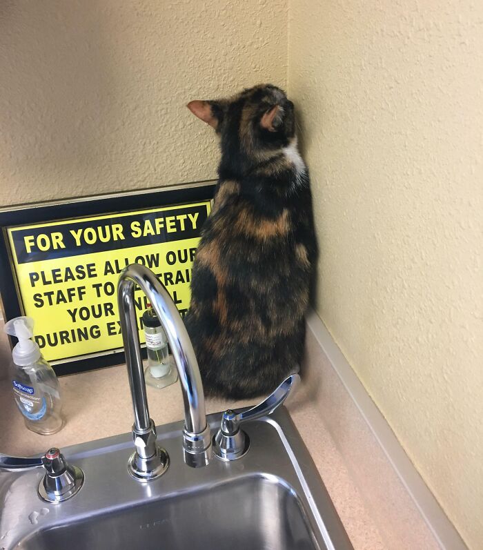My Cat Went To The Vet Today