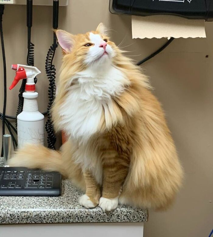 Dylan, 11-Month-Old Norwegian Forest Cat. Our Vet Tech Carried Him Around The Office To See The Rest Of The Staff For Pets And Pictures. He Was Feeling Proud