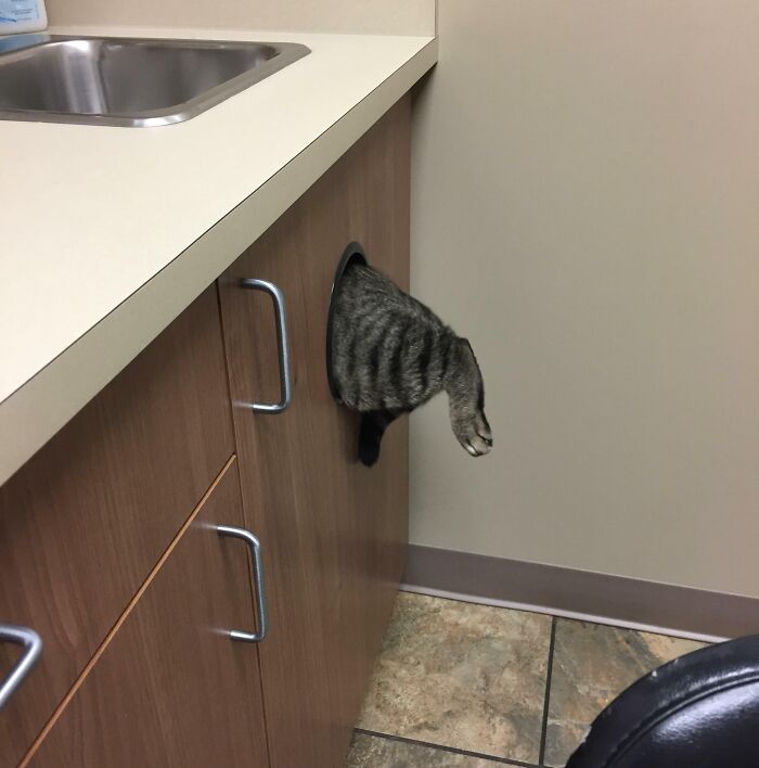 I See The Dogs And Cats In The Corners Of The Vet, And I Raise Our Cat, Yam. He Escapes Through The Trash Hole