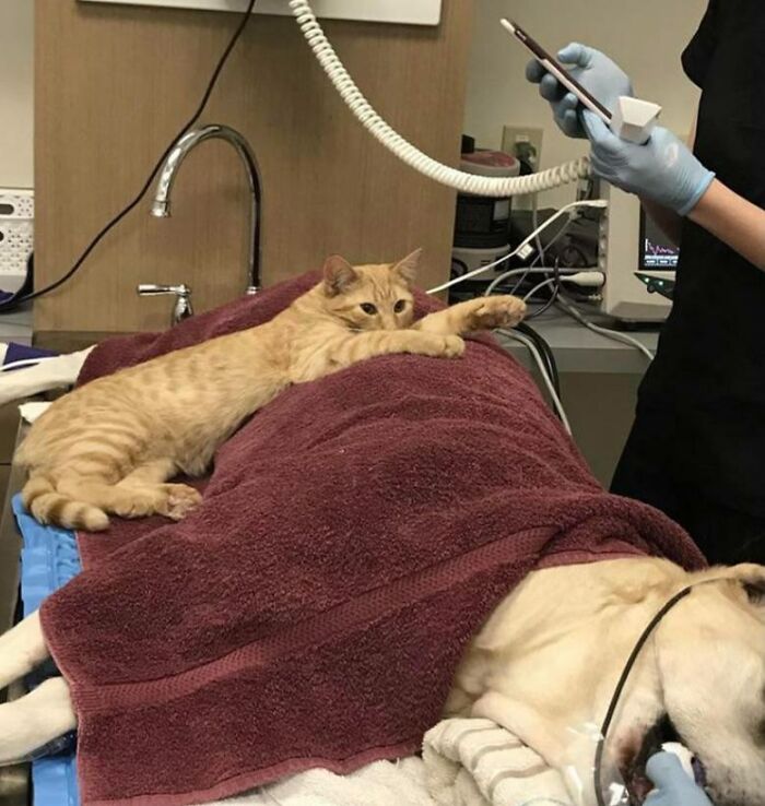 Ron llegó a la clínica veterinaria como un gato callejero. Al cabo de unas semanas, empezó a visitar a los pacientes y se sentaba junto a las mascotas mientras dormían, ofreciéndoles consuelo