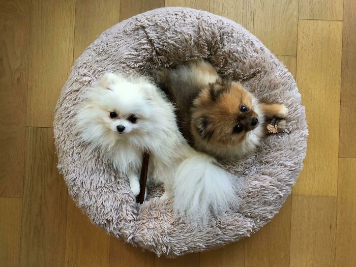 Irrefutable Proof That Two Poms Are Better Than One