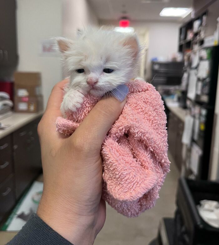 Trabajo en una clínica veterinaria, y este bebé fue entregado por su dueño. Ahora soy la dueña de esta monada