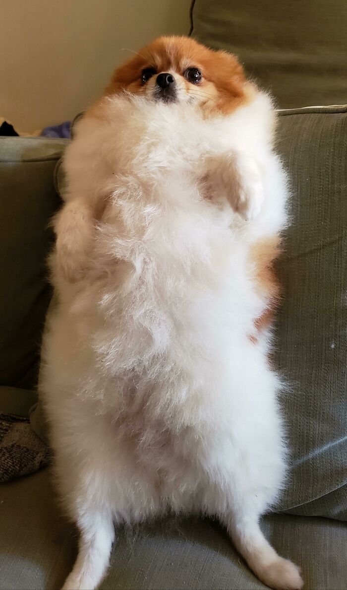 Look At My Fluffy Belly!