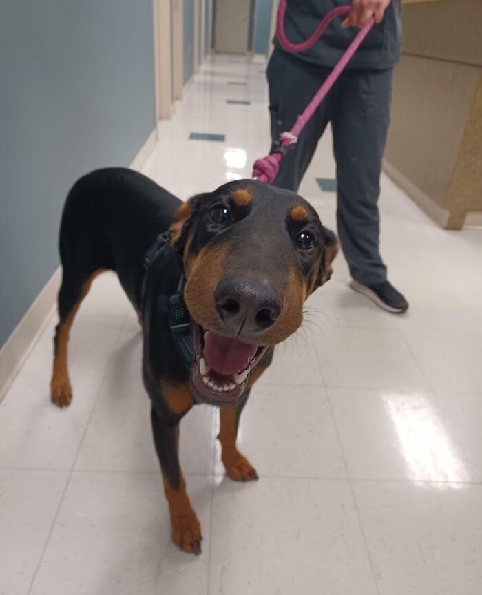 This Sweet 10-Month-Old Girl Came In Friday With A Snake Bite. She Stayed This Happy The Entire Time Even Though It Was Very Painful For Her