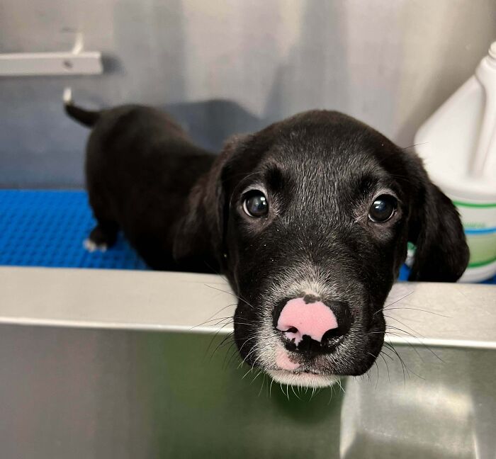 I Work At A Vet Clinic. This Boy And His Siblings Were Found In A Box At A Park. I Gave Him His First Bath. Bestest Boy Ever