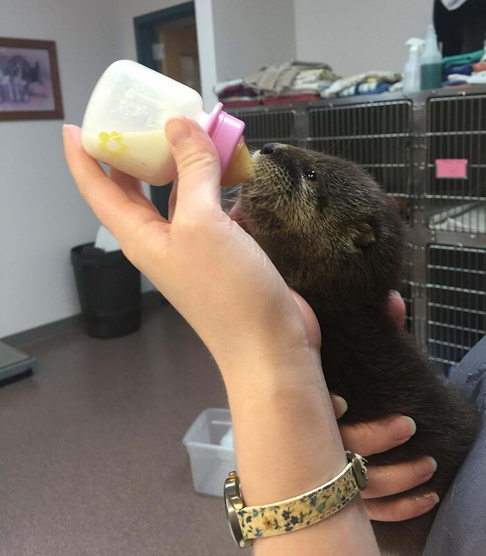 Otter Visited Our Vet Clinic