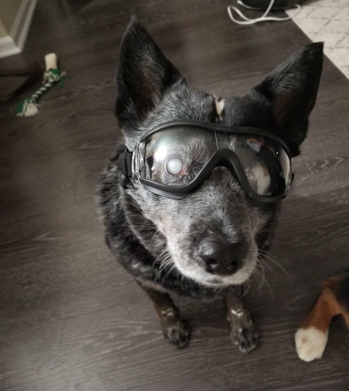 My 11-Years-Old Dog Is Blind But Still Loves Hiking So I Got Her Doggles To Protect Her Eyes From Sticks