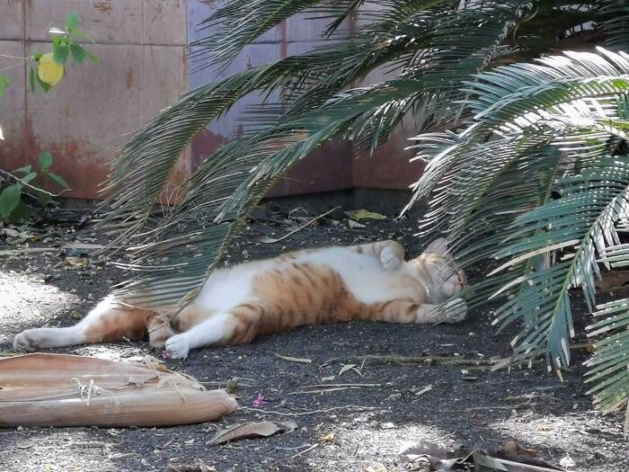 My Cat Sleeping Under A Small Tree At Noon (P.S. He's Very Much Alive)