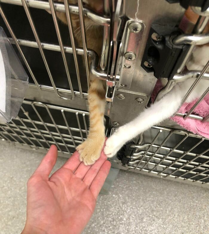 One Of My Favorite Parts Of Being A Vet Tech Is Getting To Hold Hands With The Kittens