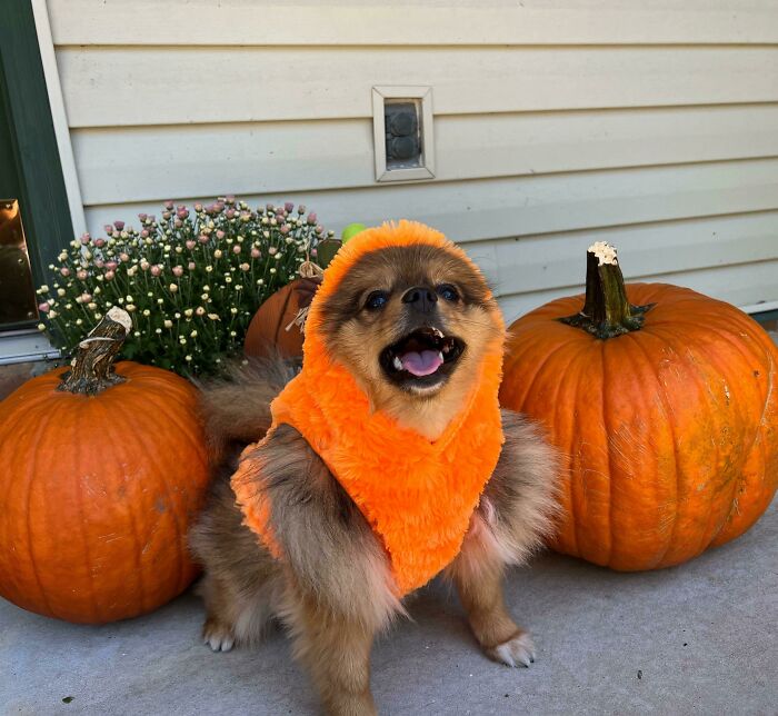 Hi! I’m A Pumpkin!