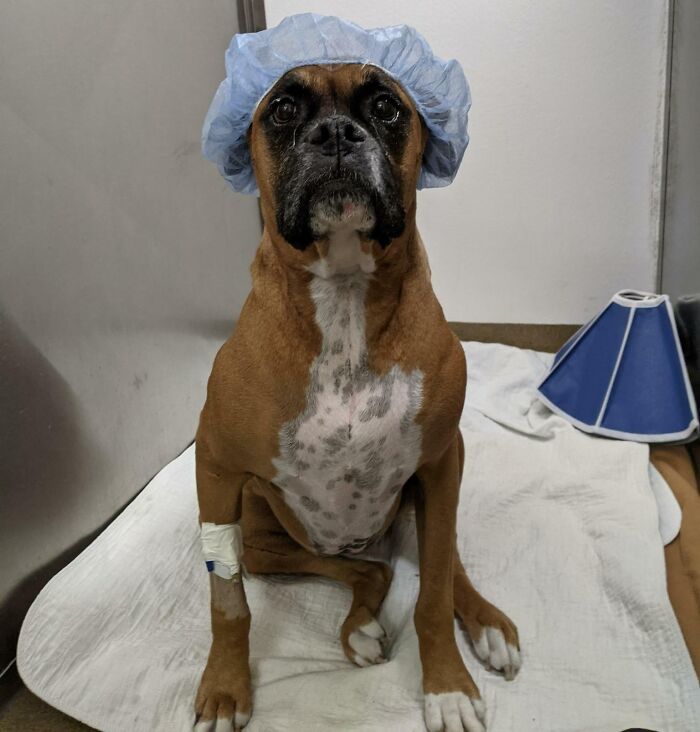 El veterinario está muy familiarizado con mi bóxer. Saben que es de buen carácter, así que decidieron ponerle una gorra. Me enviaron esta foto