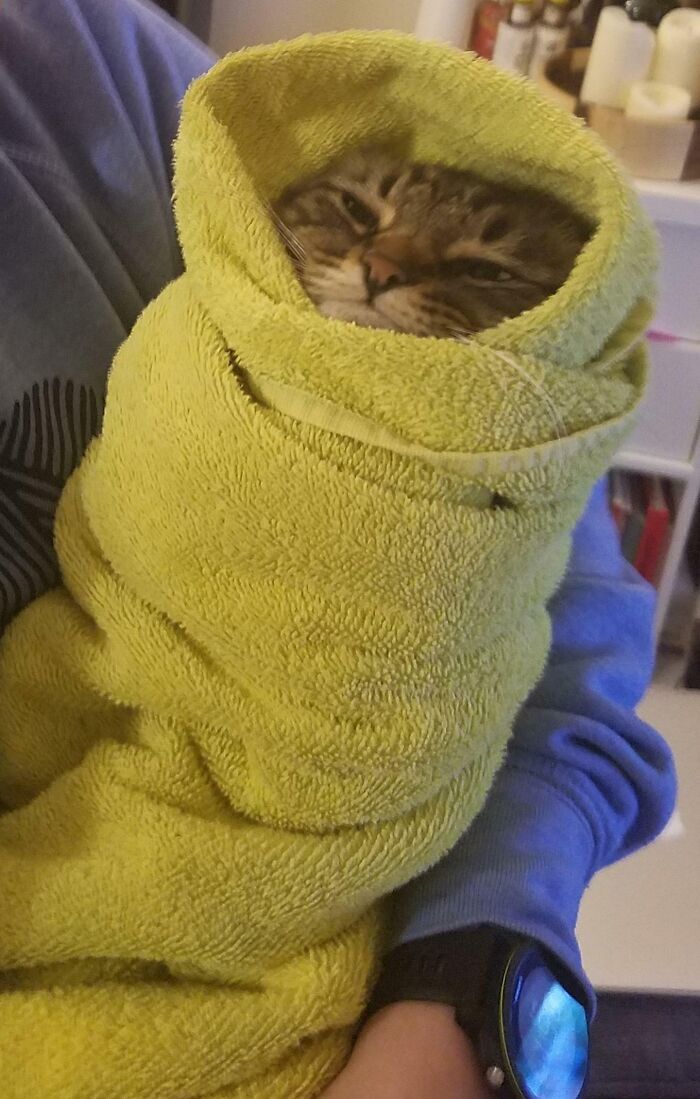 Benjen Was Mean To The Vet, So They Suggested We Get Him Used To Being Swaddled. Now He's A Purrito