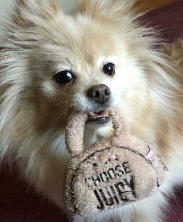 Coco Is 15 And Her Juicy Couture Purse Toy Is 14, Her Most Favorite Thing
