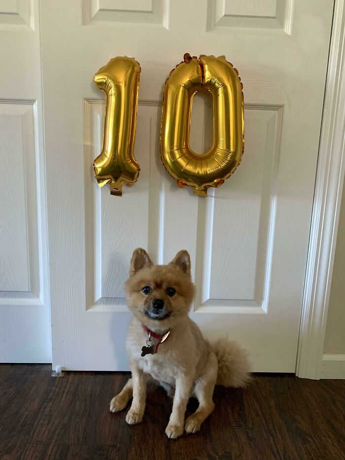 Happy 10th Birthday George!