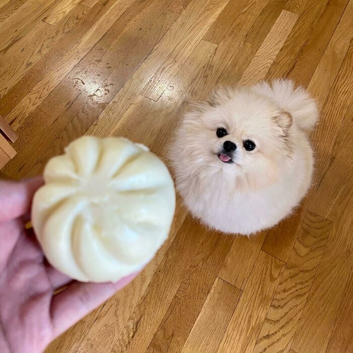Find Yourself Someone Who Looks At You The Way Rori Looks At This Steamed Bun…