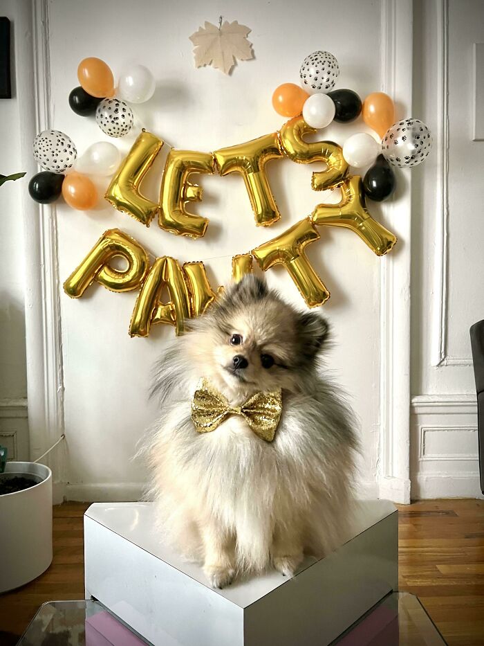 Bernies First Birthday Today!