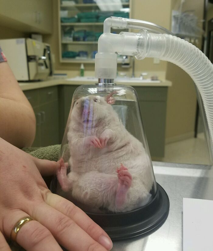 Pet Rat About To Be Neutered Going Under Anaesthesia