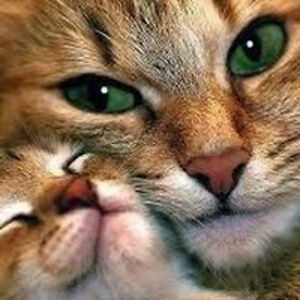 lyrisahoffmann avatar