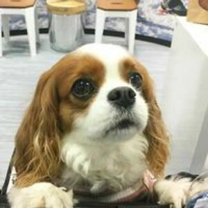 silverpegasus992 avatar