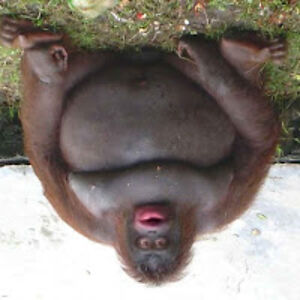 jahromerikirangi avatar