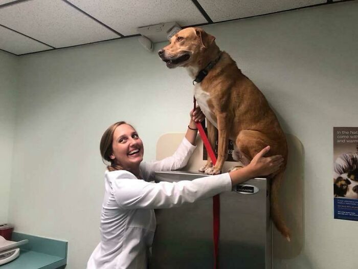 My Aunt's Dog Got A Little Nervous During His Annual Checkup