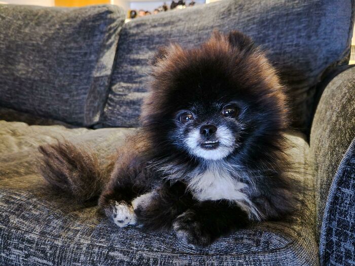 Lucifer Keeping An Eye On My Earlier While We Watched TV Together
