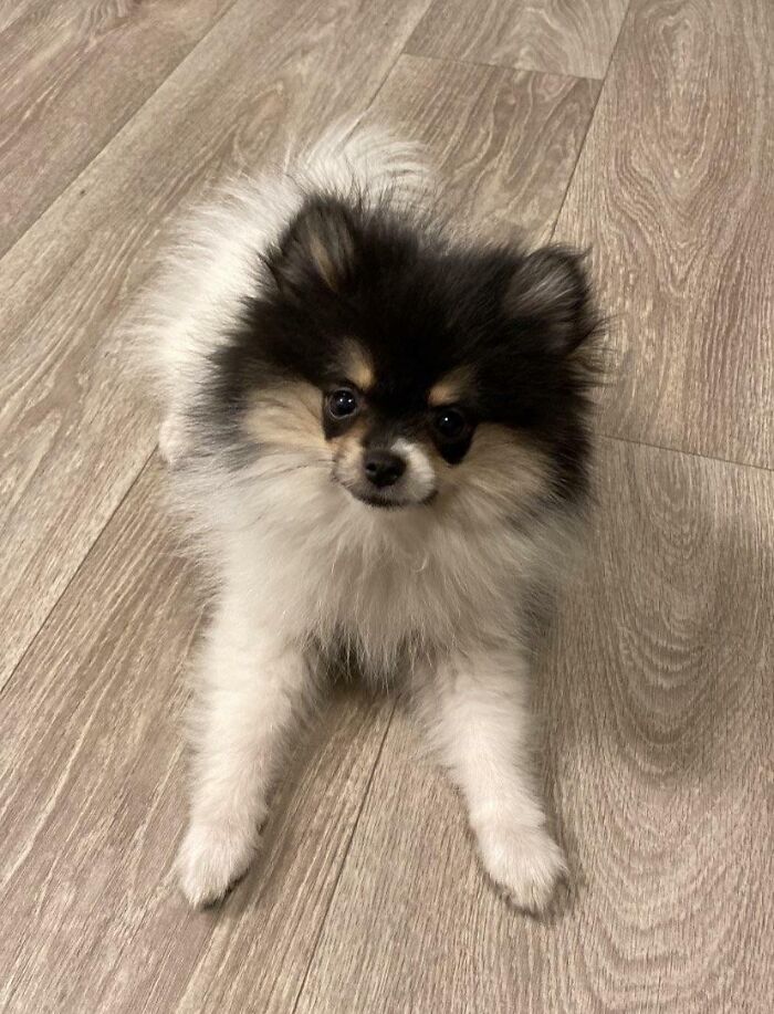 Our Little Girl, Panini