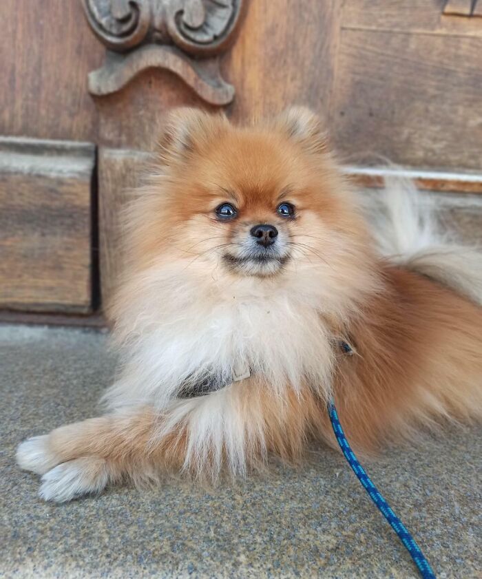 The Most Elegant Boy, He Is Almost Always Lying Like This