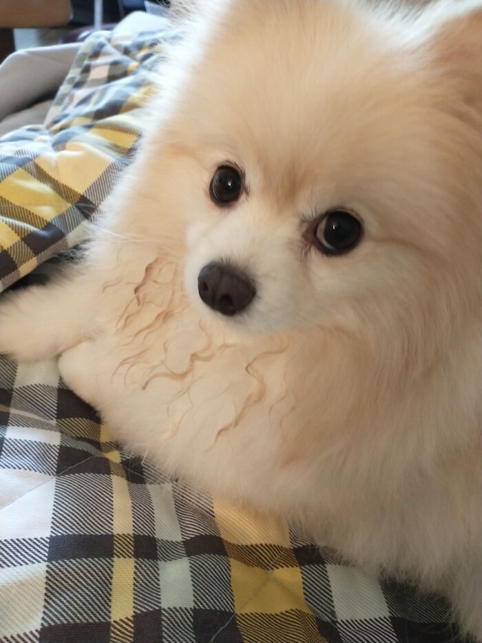 Just Got Groomed And Already He Messed Up His Bib!