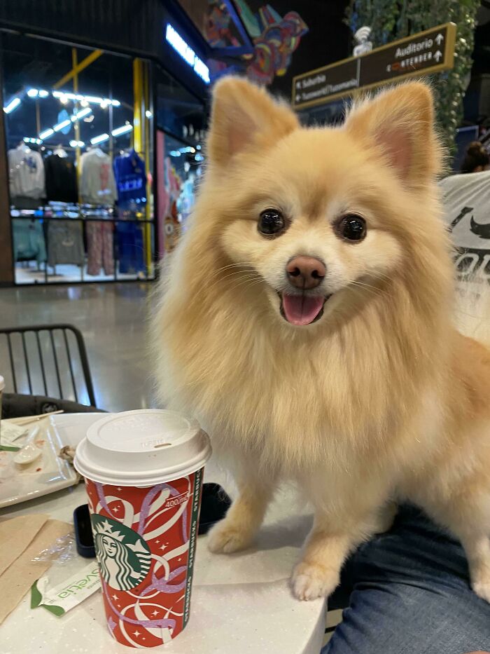 Enjoying A Puppyccino
