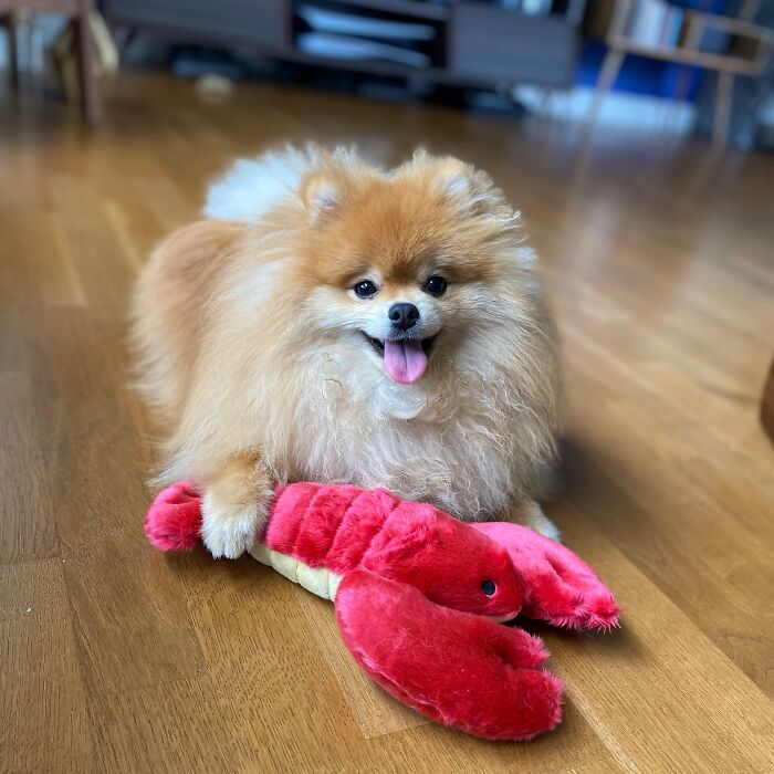 Just A Boy And His Lobster