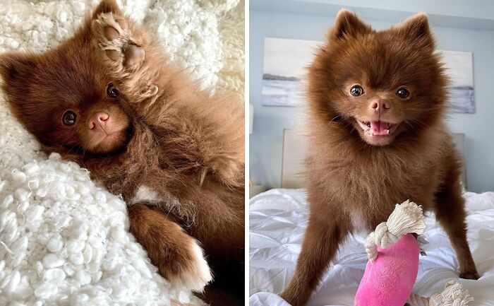 Henri The Pomeranian