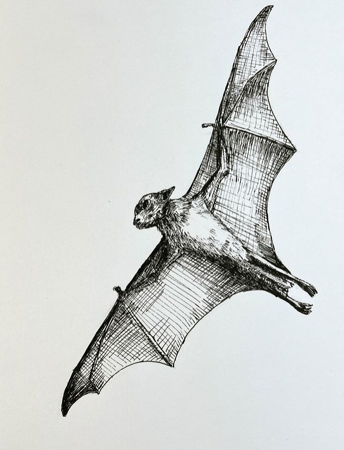 Drawing Of A Bat Flying In The Sky