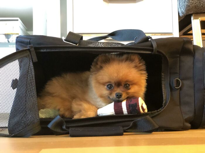 Someone Is Getting The Hang Of Her New Carrier!