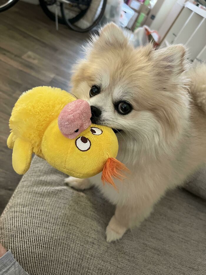 Always Love That When I Get Home He Immediately Looks For A Toy And Brings It To Me