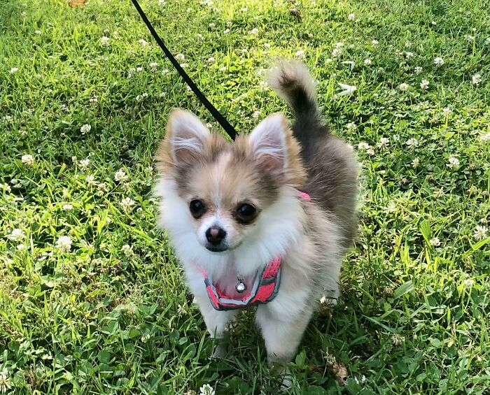 Lola Is Finally Getting The Hang Of Walking On The Harness And Leash