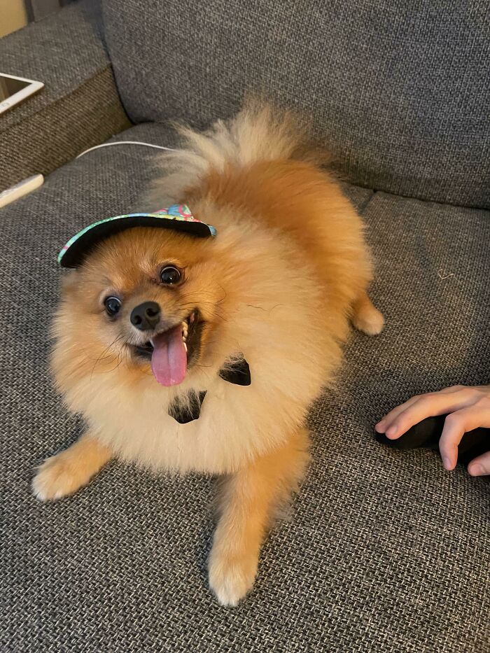 Our Dorky Pom