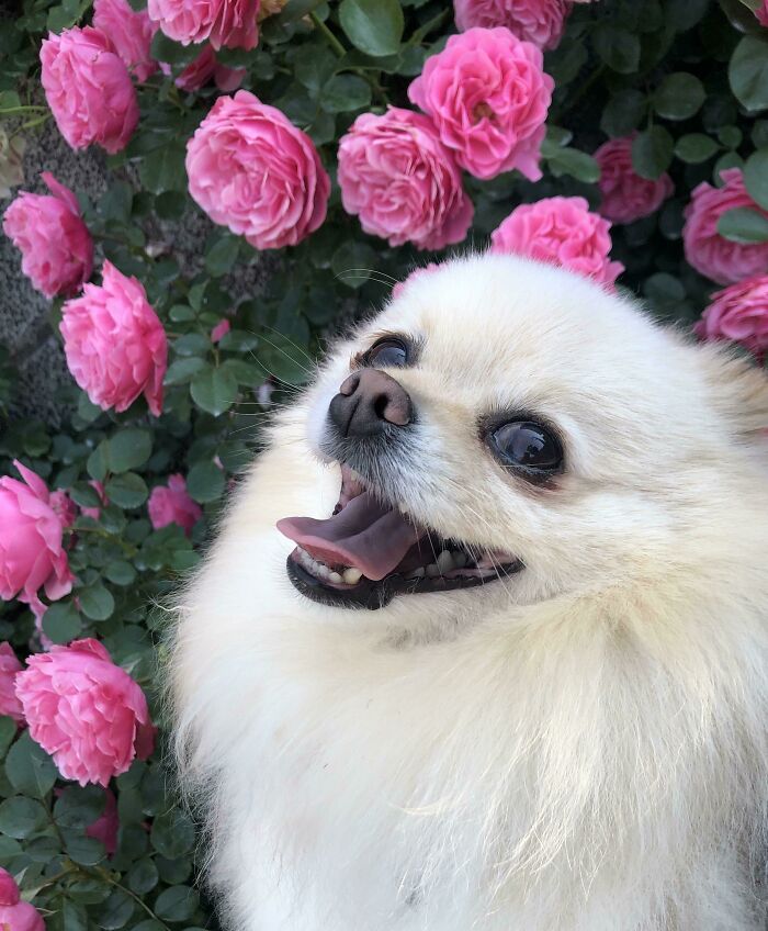 Midas Stopped To Sniff The Roses