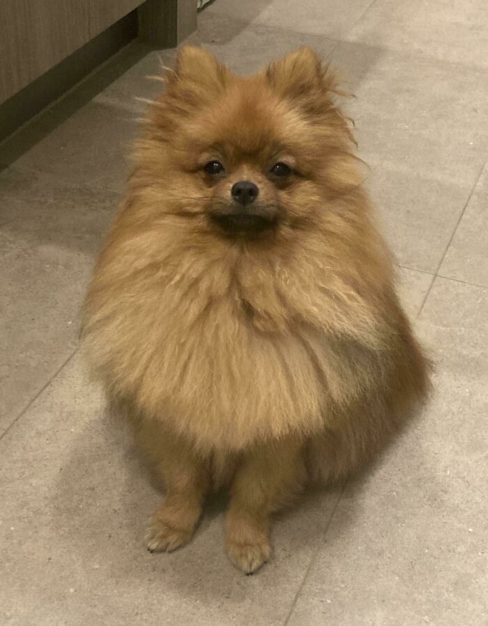 Peanut The Professional Bedtime Enforcer. Gives A Judgemental Stare If You're Up Past 10pm