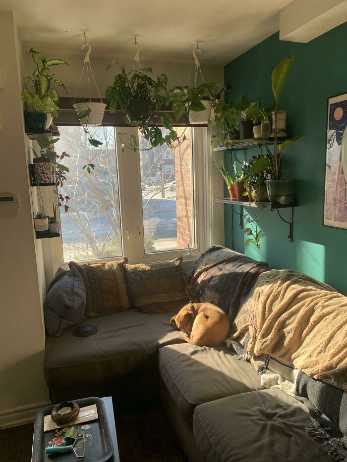 I've Been Informed That My Little Cozy Little Couch Corner Would Make A Good Fit